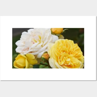 Yellow and White Roses Posters and Art